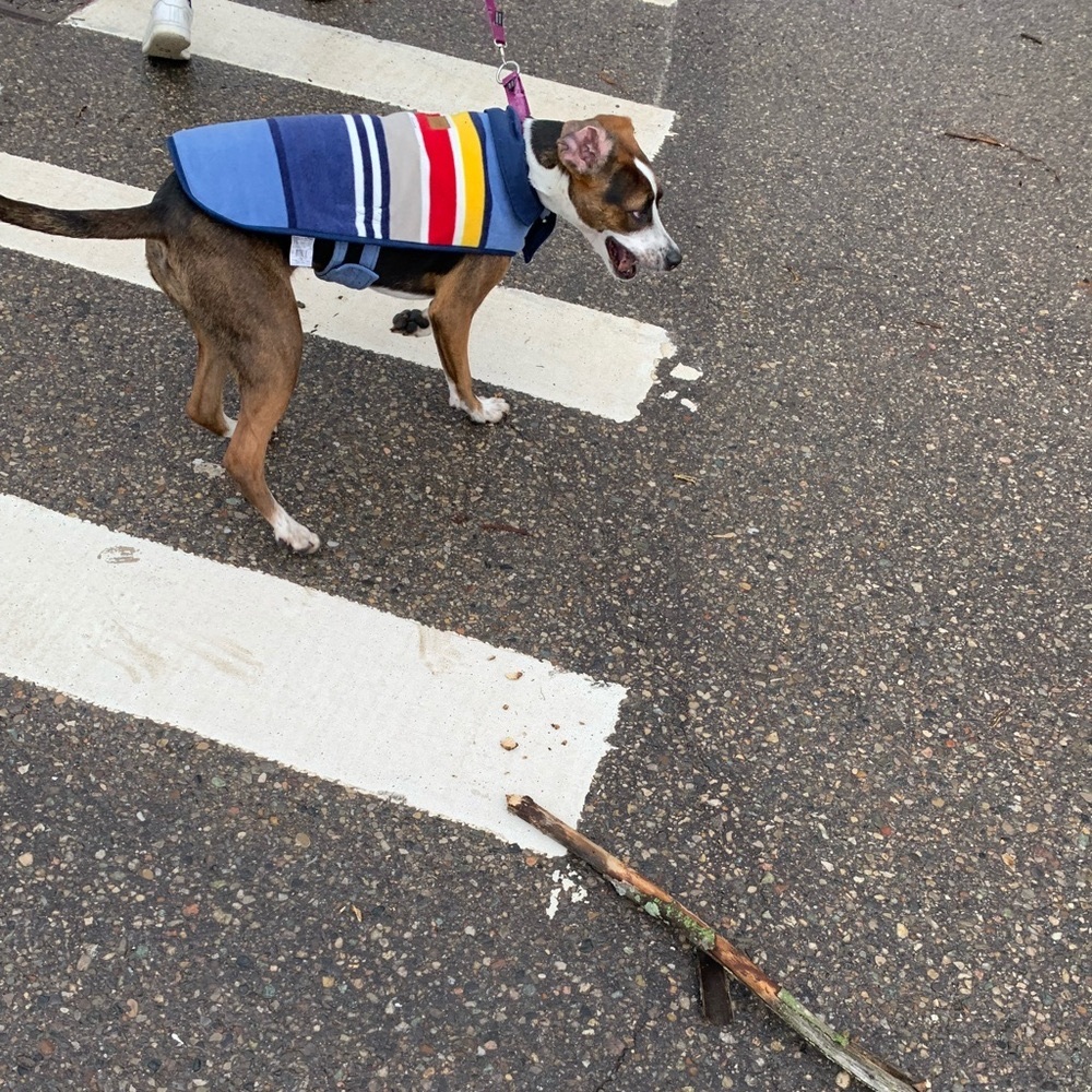 Pendleton Yosemite fleece dog jacket